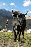 Ladakh - 071